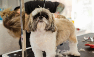 The Clean Yard Checklist: 5 Simple Tips for a Healthier, Happier Pet